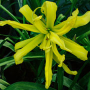  Atomic Explosion Daylily